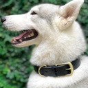 Tuff Pupper Classic Heavy Duty Dog Collar | 10x Stronger Than Leather | 100% Waterproof & Odor Proof Dog Collar | Tough Rust-Proof All Metal Hardware (Epic Black)