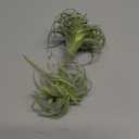 2 PCS Artificial Succulents Plants Real Touch Lifelike Succulants Plants Faux Greenery Plants Garden DIY Home Office Decoration Ornament (Flocking Air Plant)