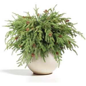 WBHome 12 Pcs Christmas Norfolk Pine Branches with Pine Cones - 18" Real Touch Norfolk Pine Branch- Artificial Xmas Branches Plants Pine Needles for DIY Craft Garland Home Garden Decor