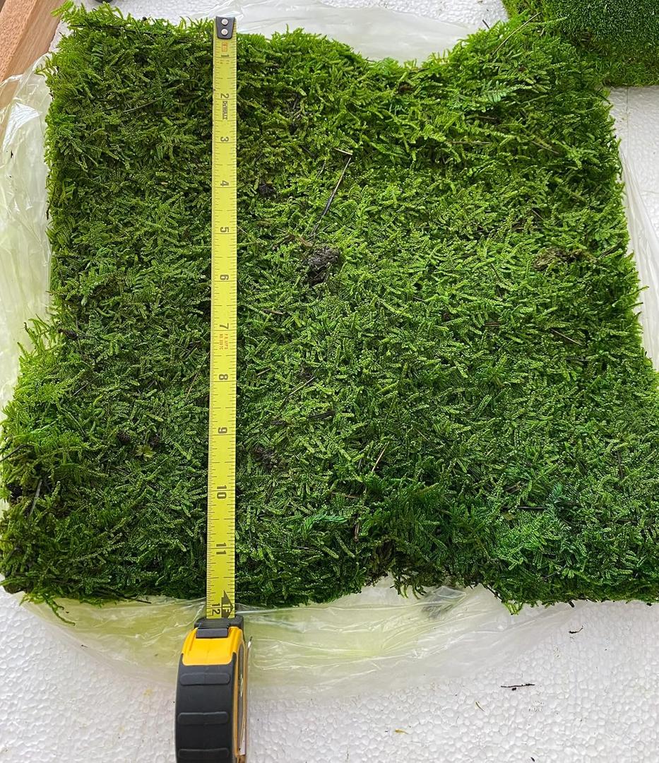 Preserved Sheet Moss Natural Green Decorative Real Natural Green DIY Kit Gardenning Art Wall Decor Florist Decor Easter Table Decor Wedding 2 sq.ft.Green-B