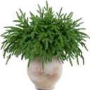 UOOKKI Norfolk Pine Stems for Christmas Decor, 50 Pcs Artificial Faux Realistic Pine Branches for DIY Crafts, Indoor Outdoor Holiday Decorations