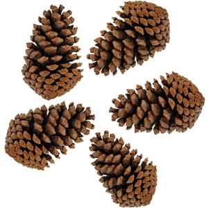 PineCones Tall Bulk Package All Natural,Real Preserved Pine Cones Big Pinecones and Perfect Natural Pine Cones for Christmas Hanging Ornaments Bowl Vase Fillers (3-4.3 in(12pcs))