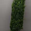 4FT Artificial Cedar Topiary Trees Set of 2, Extra Dense Foliage UV Resistant Fake Plants for Front Porch Christmas Decor, Lifelike Fake Trees Outdoor Indoor Home (48 Inch)