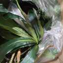 Nearly Natural 48in Artificial Dracaena with Real Touch Leaves and Multi Tonal Trunks, Large Indoor Silk Plant with Pot, Maintenance Free For Living Room And Home Office Decor