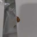 Feandrea Double Cat Litter Box Enclosure, Hidden Litter Box Furniture with Double Room, for 2 Cats, Modern Style, 47.2" Pet House Washroom Cabinet, Side End Table, TV Stand, White and Gold