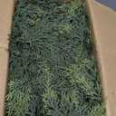 Cedar Christmas Garland for Mantle - 2 pack Decorations with Lights 6 ft Realistic Lighted Faux Pine Garlands for Xmas Home Decoration Indoor Stairs Railing Fireplace Outdoor Prelit Garland Door Decor