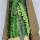 40" Artificial Boston Ferns Bush Plants, Set of 2, Large Faux Ferns Hanging Decor with 53 Fronds, Fake Vines Indoor Or Outdoors Planter for Home and Office Decor