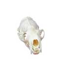 Taxidermy Real Animals Skulls, Real Bones Specimen, Taxidermy Supplies for Science Education, Special Gift (Mink Skull)