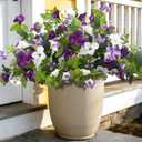 Grunyia Artificial Petunia Flowers - UV Resistant Realistic Faux Silk Petunias for Indoor Outdoor Garden Porch Balcony Yard Home Decor, Fade-Proof Fake Flower Arrangements (White+Purple)