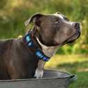 2 x Mile High Life | Reflective Small Medium Dog Collar Leash Set, Adjustable Collar Leash Set (Reflective Edge Blue, Medium (Pack of 2))