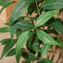 Ferrgoal Artificial Eucalyptus Tree5FT UV Resistant Fake Outdoor Plants,Artificial Plants Indoor with White Planter,Silk Leaves,Faux Tree for Home Decor Floor Porch Liveing Room