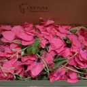 2 PCS 50 Inch Silk Bougainvillea Artificial Flowers, Faux Triangle Plum FlowersFake Bougainvillea Vine, Using for Wedding Porch Home Centerpieces Party Garden Indoor Outdoor Spring Decor (Rose Red)