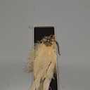 SWEETV 1920s Headpiece Flapper Headband, Rhinestone Pearl Feather Hair Band Great Gatsby Headpiece Accessories for Women, Champagne