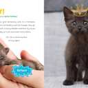 Kitten Lady's Big Book of Little Kittens