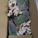 Hydrangea Artificial Flowers,Fall Hydrangeas Artificial Flowers, Fake Fall Dried Hydrangea Decoration,Faux Silk Flower with Stems Winter Decor Without VaseCream White 8PCS