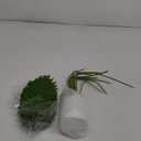 Der Rose 28'' Artificial Palm Tree Large Fake Tropical Faux Plants Indoor and Outdoor for Home Bathroom Porch Outside Patio Decor (White Pot)