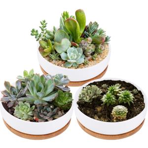Lawei 3 Pack 6 inch Round Succulent Cactus Planter Pots with Drainage Bamboo Tray - Garden Ceramic Flower Planter Pot