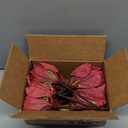 Alupssuc 16 PCS Poinsettia Christmas Flowers Artificial, Glitter Magnolia Poinsettia Flowers Artificial, Sparkling Christmas Decorations for Xmas Tree Party Wreath Fireplace, Burgundy