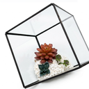 Decor Bambeco Glass/Metal Square Terrarium with Succulents 