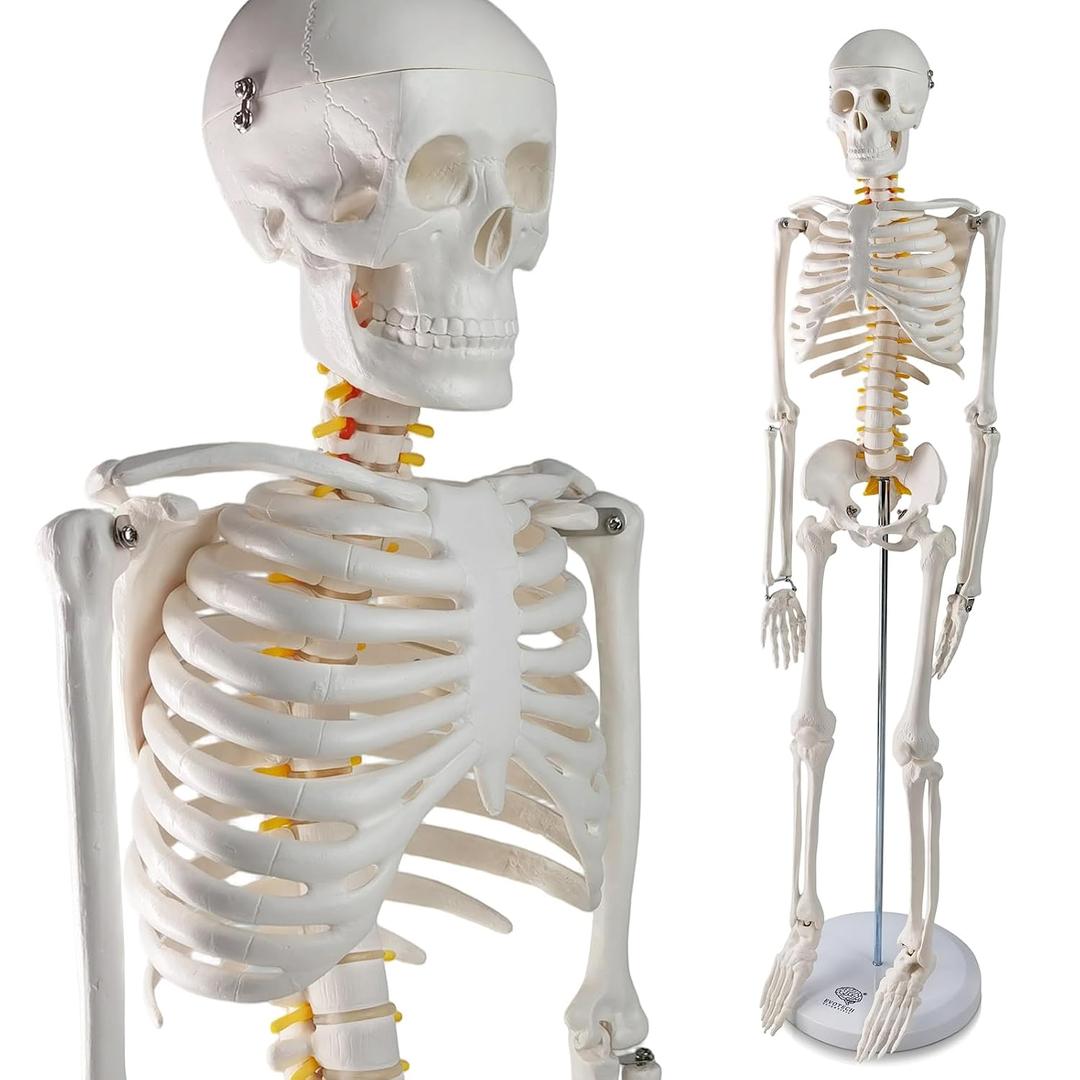 EVOTECH SCIENTIFIC Mini Human Skeleton Model for Anatomy, 33.5'' 1/2 Life Size Human Skeleton Model with Nervous System Removable Arms Legs and Stand for Medical Anatomical Study, Manual Included