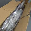 Medline Shower Chair for Elderly, Seniors, Adults & Disabled - Heavy Duty Shower Seat with Padded Arms and Back for Inside Shower, Adjustable Height Bath Stool for Bathtub, 350 lb, Slip Resistant (White)