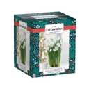 PaperwhitesFlower Grow Kit GSB, 3 CT