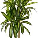 Artificial Dracaena Tree, 5ft Tall Fake Dracaena Plant with Basket, Indoor Outdoor Faux Topiary Yucca Trees for Office Home Living Room Porch Patio Dcor