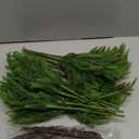 20 Pcs Christmas Norfolk Pine Branches with Lights 18" 8 Artificial Norfolk Stems 8 Branches with Pinecone 4 Lighted Stems for Vases Xmas DIY Garland Wreath Home Centerpiece Table Decorations