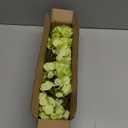 Hollyone 6 Pcs Green Hydrangea Artificial Flowers Heads with Stems Silk Faux Hydrangea Green Fake Flowers for Home Indoor Outdoor DIY Floral Wedding Flower Bouquets Kitchen Table Centerpiece Decor