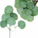 Artificial Eucalyptus Greenery Stems Frequently for Home Decor