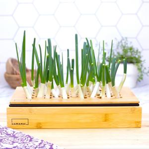 HAMAMA Green Onion/Scallions Growing Kit Indoor Sprouts Mat - Seed Quilts Easy Setup Pack of 1 - Plastic Tray and Bamboo Frame