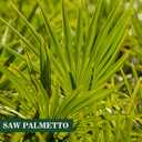 Herbs Saw Palmetto Extract,Supports Healthy Prostate Function for Men,Potent Saw Palmetto for Urinary and Prostate Health,Herbal Health Supplement,60 Capsules 450mg Powder and 100mg Extract