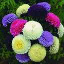 Seeds Aster Princess Mix - Annual Flowers for Planting - GMO Free