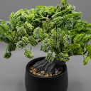 Artificial Bonsai Tree Juniper Faux Plants Indoor Fake Plants Decor with Black Ceramic Pots for Home Table Office Desk Bathroom Shelf Bedroom Living Room Farmhouse Decorations
