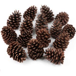 12 PineCones 3 to 4.5 Tall Bulk Package in a Protective Box All Natural, Bug Free, Large Pine Cone Ornaments Natural Pinecones Decoration for Crafts DIY Wreath Home Wedding Christmas Tree Decoration