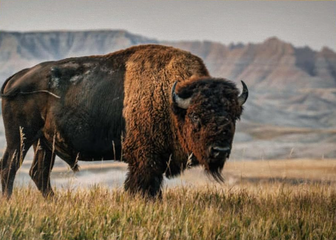 American Bison Wall Art