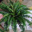 Artificial Ferns for Outdoors & Indoors, 51in Fake Fern Large Plants with 66 Fronds, UV Resistant Faux Greenery Suitable for Entrance Planter Porch Garden Hall Home Office Decor