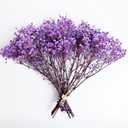 Preserved Baby's Breath 3 Bunches, 100% Natrual Fresh Gypsophila Long Lasting Flowers for Vase Arrangements Home Decoration Photo Props Parties and Weddings, DIY Décor-Light Purple