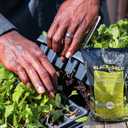 Black Gold Seedling Mix 8qt