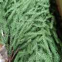 INQCMY 12 Pcs Christmas Norfolk Pine Stems,15" Real Touch Artificial Norfolk Pine Branches,Fake Christmas Greenery Stems Faux Cedar Pine Picks for Vases DIY Garland Table Xmas Indoor Decor(Green)