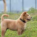 Hyhug Reflective Martingale Dog Collar with Buckle: Escape-Proof, No Slip Heavy Duty Nylon, Colorfast Adjustable Pet Supplies for Small Breeds (Reflective Green, Small)