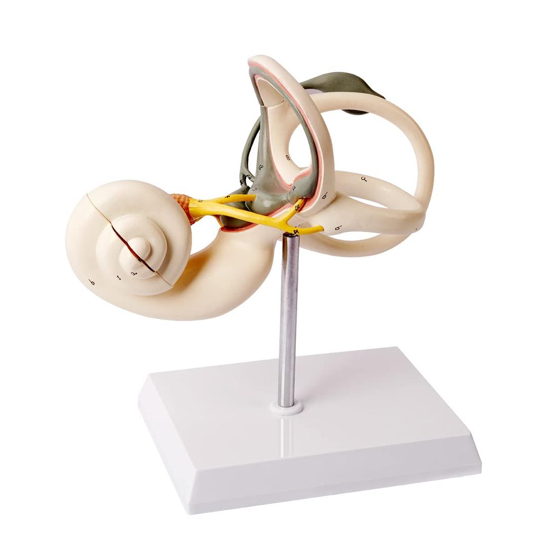 Inner Ear Model 2 Part 8X Cochlear Semicircular Canal and Vestibular Open Anatomical Model for Medical Teaching Study