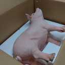 HOUDE Cute Pig Statues, 20.08 inches Long, decorates Outdoor Art Gardens, courtyards, lawns, and Indoor Public Spaces Such as Living Rooms and Balconies. (Pink)