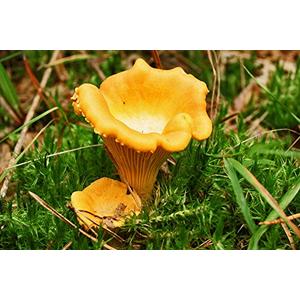 CEMEHA SEEDS Mushrooms Golden Chanterelle (Cantharellus cibarius) Mycelium Spores Spawn Dried Organic,500 Seeds