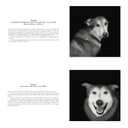 Abandoned: Chronicling the Journeys of Once-Forsaken Dogs