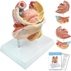 HADWYN 2025 New 4-Parts Human Female Genitalia Organ Anatomical Model, Life-Size Female Genital System Anatomical Model with Colorful Manual and Stand for Medical Science Education Study Teaching