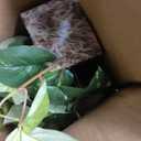 Nearly Natural 15in. Pothos Ledge Plant (Set on Foam) Silk Plant,Green