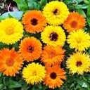 6 x 70+ Seeds Pot Marigolds Mix Calendula - Flower Multicolor