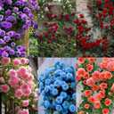 4 x 305+ Climbing Rose Rosa Seeds for Planting Outdoors-Strong Fragrant Rose Plant for Trellis and Archways Low Maintenance (EXP 05/09/29)