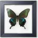 ITrixgan Taxidermy Framed Real Butterfly Taxidermy, Butterfly Specimen For Science Class Insect Lover, Gothic Home Decor Wall Decor, Taxidermia Goth Room Shelf Decor, Gothic Wall Art (Black)